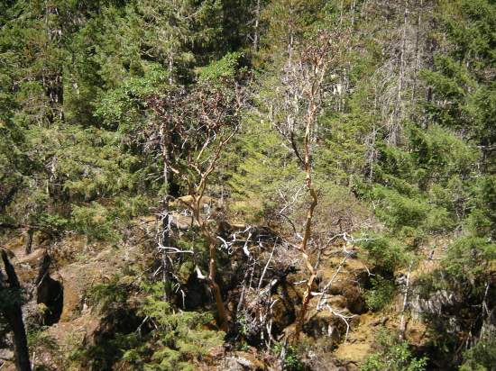 Arbutus trees in the Sooke Hills on the Deertrail Property