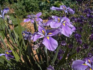 Sooke gardens - iriss